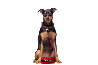 Gotoo - Collier Mesh Rouge pour Chien