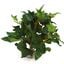 Labeo - Décoration Plante Verte Artificielle pour Aquarium Indicateur image numéro 2