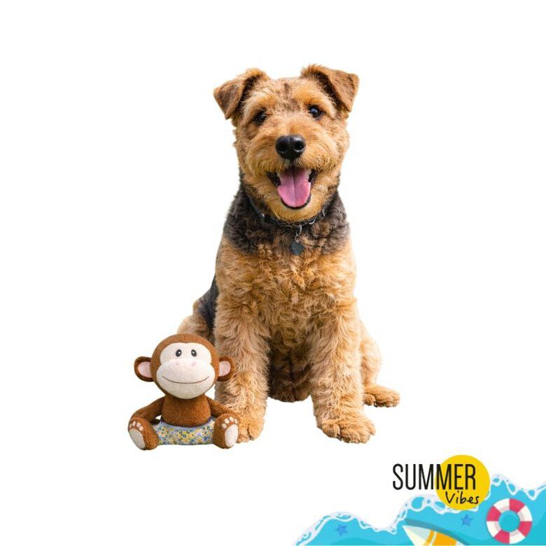 Summer Vibes - Peluche Singe Dolce Vita pour Chiens - 27cm Image num&eacute;ro 1