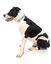 FuzzYard - Collier Summer Punch pour Chien - L Indicateur image numéro 4