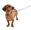 Bobby - Collier Geisha Bleu XS pour Chiens - XS 28cm Indicateur image numéro 2