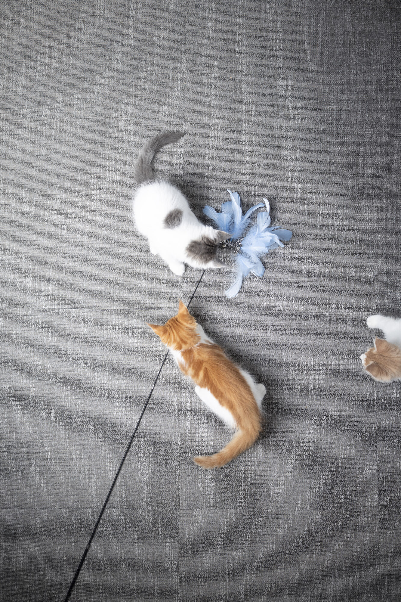 Flamingo - Canne &agrave; P&ecirc;che Nimmy pour Chats - 186cm Image num&eacute;ro 8