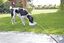 Trixie - Abreuvoir Extérieur Automatique pour Chien - Blanc Indicateur image numéro 4