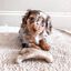 Benebone - Jouet Puppy Wishbone Bacon - S Indicateur image numéro 4