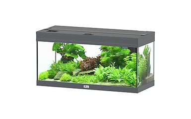 Aquatlantis - Aquarium Prestige 80 - Gris Anthracite Led 2.0 EQP