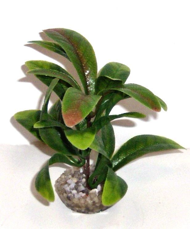 Labeo - Plante de D&eacute;coration Anubias pour Aquarium Image num&eacute;ro 1