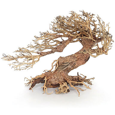 Amtra -  Racine Naturelle Oriental Wind 3 - M