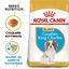 Royal Canin - Croquettes Cavalier King Charles Junior pour Chiot - 1,5Kg Indicateur image numéro 1