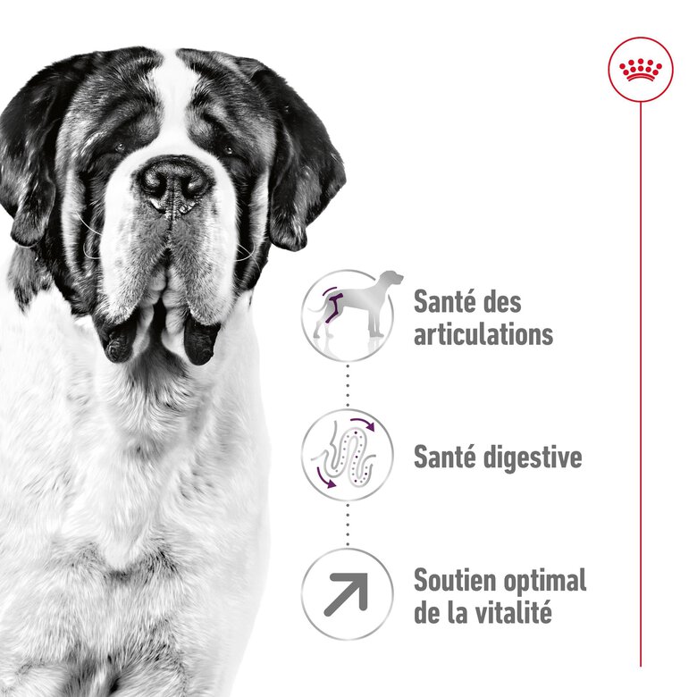 Royal Canin - Croquettes Giant Adult pour Chien - 15Kg Image numéro 3 Royal Canin - Croquettes Giant Adult pour Chien - 15Kg Image numéro 3