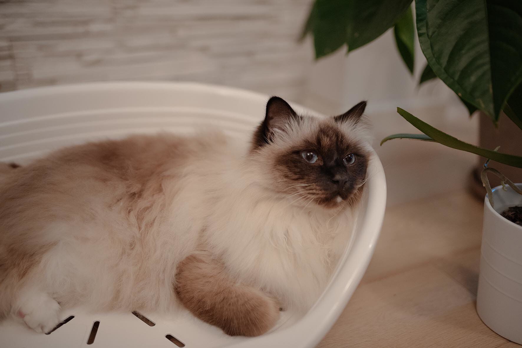 Ferplast - Corbeille Siesta Deluxe 4 Bleu pour Chiens Image num&eacute;ro 7