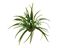 Labeo - D&eacute;coration Corolle Fleurie pour Terrarium Indicateur image num&eacute;ro 1