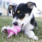 KONG - Jouet Puppy Binkie pour Chiot - S image number null