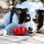 KONG - Friandises Snacks Bacon & Fromage pour Chiens - S Indicateur image numéro 4