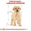 Royal Canin - Croquettes Labrador Junior pour Chiot - 12Kg Indicateur image numéro 6