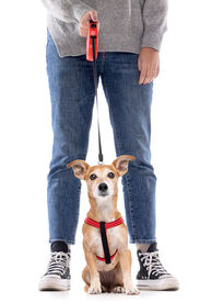 Gotoo - Laisse Enrouleur Rouge pour Chien