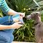 Edgard & Cooper - Bonbecs au Bœuf pour Chien - 50g Indicateur image numéro 3