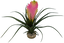 Labeo - Plante Vriesia Décorative pour Terrarium Indicateur image numéro 2