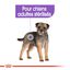 Royal Canin - Croquettes Mini Sterilised pour Chien Stérilisé - 8Kg Indicateur image numéro 3