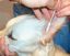 Kerbl - Cotons-tiges Bamboo Stick pour Chiens - x30 Indicateur image numéro 5