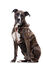 Gotoo - Harnais à motif de Tigre Marron pour Chien - M Indicateur image numéro 3