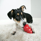 KONG - Jouet Classic en Caoutchouc pour Chien - L image number null