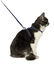 Bobby - Harnais + Laisse Pretty pour Chat - Marine Indicateur image numéro 2