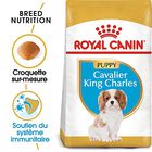 Royal Canin - Croquettes Cavalier King Charles Junior pour Chiot - 1,5Kg image number null