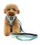 FuzzYard - Laisse Summer Punch pour Chien - S Indicateur image numéro 2