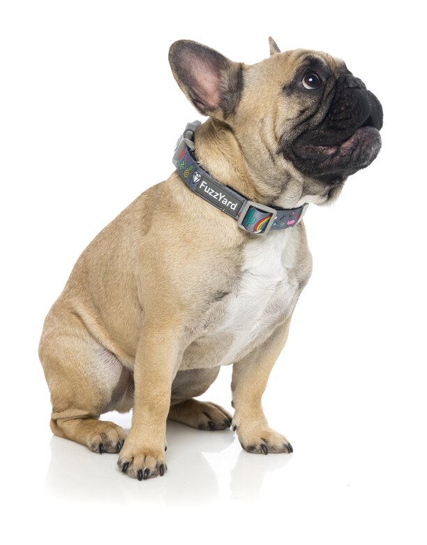 FuzzYard - Collier Coachella pour Chien - L Image numéro 3 FuzzYard - Collier Coachella pour Chien - L Image numéro 3