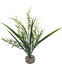 Labeo - Plante Décorative Herbe Marine pour Aquarium Indicateur image numéro 3