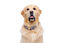 Gotoo - Collier ZigZag pour chien - XS Indicateur image numéro 3