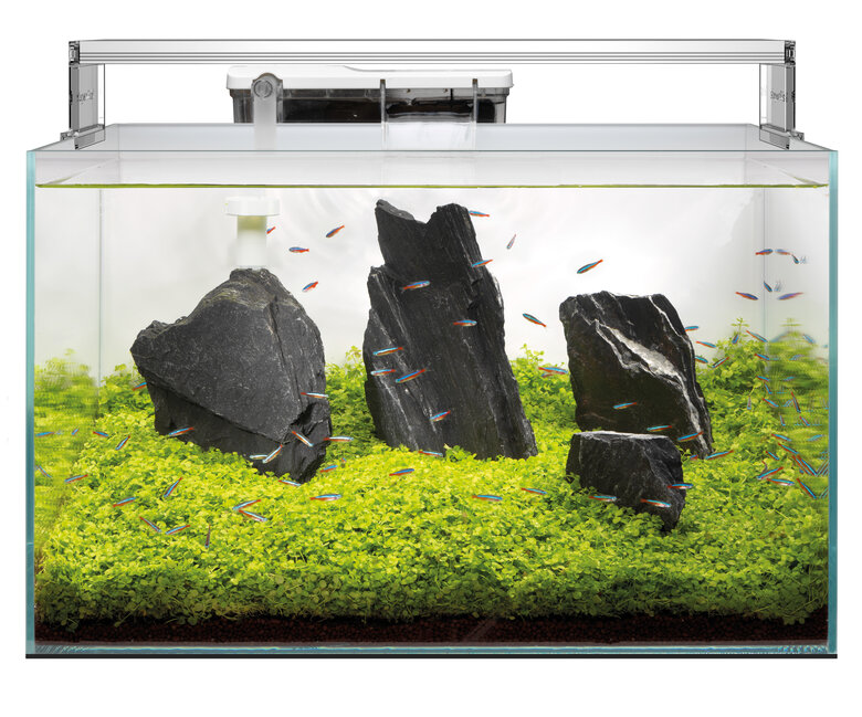 Superfish - Aquarium SCAPER 70 - 60x40x28cm Image numéro 3 Superfish - Aquarium SCAPER 70 - 60x40x28cm Image numéro 3