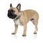 FuzzYard - Collier Coachella pour Chien - L Indicateur image numéro 2