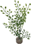 Labeo - Plante Décorative Herbe Fine pour Aquarium Indicateur image numéro 2