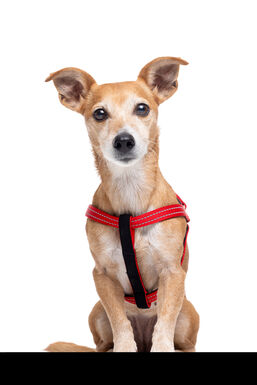 Gotoo - Harnais Essentials en Nylon Premium Rouge pour Chien
