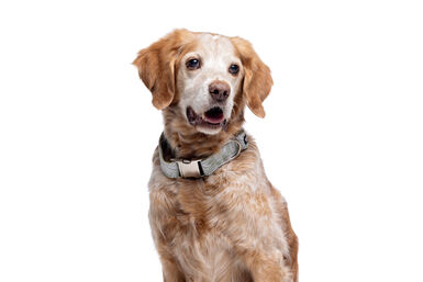Gotoo - Collier Feuilles Vert pour Chien