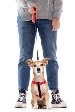 Gotoo - Laisse Enrouleur Rouge pour Chien