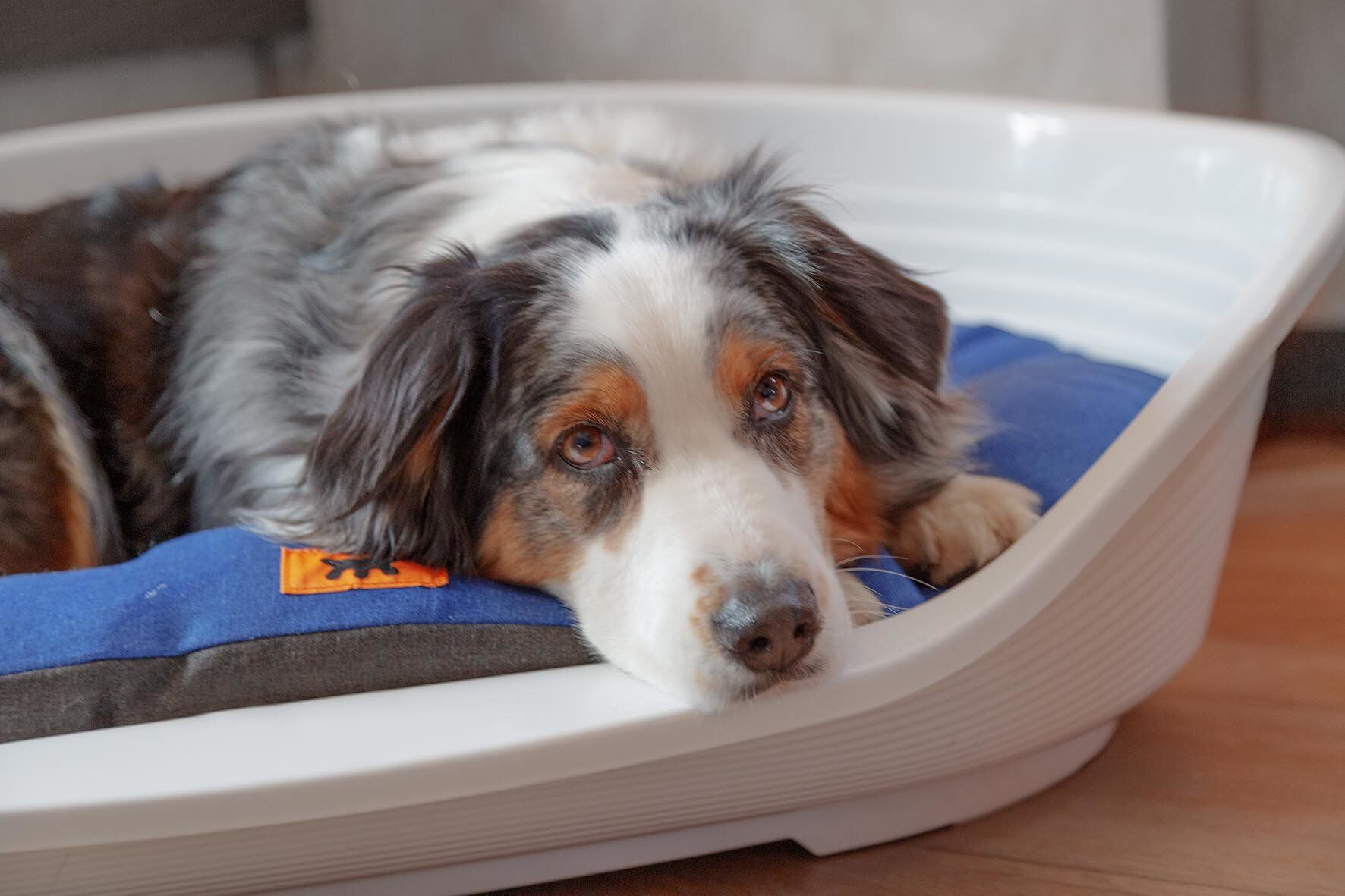 Ferplast - Corbeille Siesta Deluxe 10 Bordeaux pour Chiens Image num&eacute;ro 7