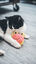 Tyrol - Jouet Grenouille rose pour Chat - 9cm Indicateur image numéro 5
