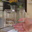 Ferplast - Cage Canto pour Oiseaux Indicateur image numéro 9