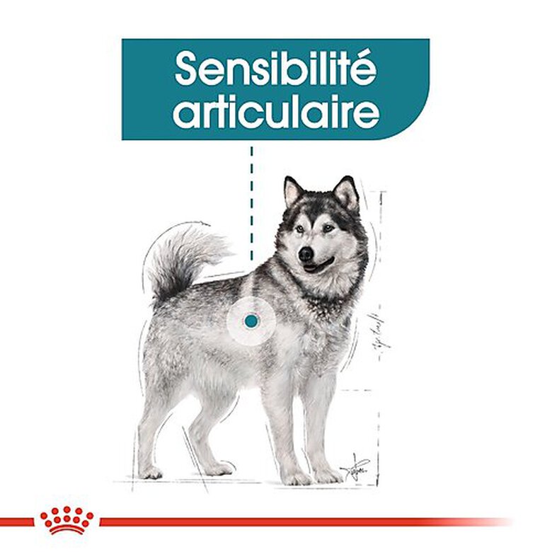 Royal Canin - Croquettes Maxi Joint Care pour Chien - 10Kg image number null