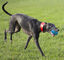Foaber - Jouet Comet L pour Chien - Jaune Indicateur image numéro 2
