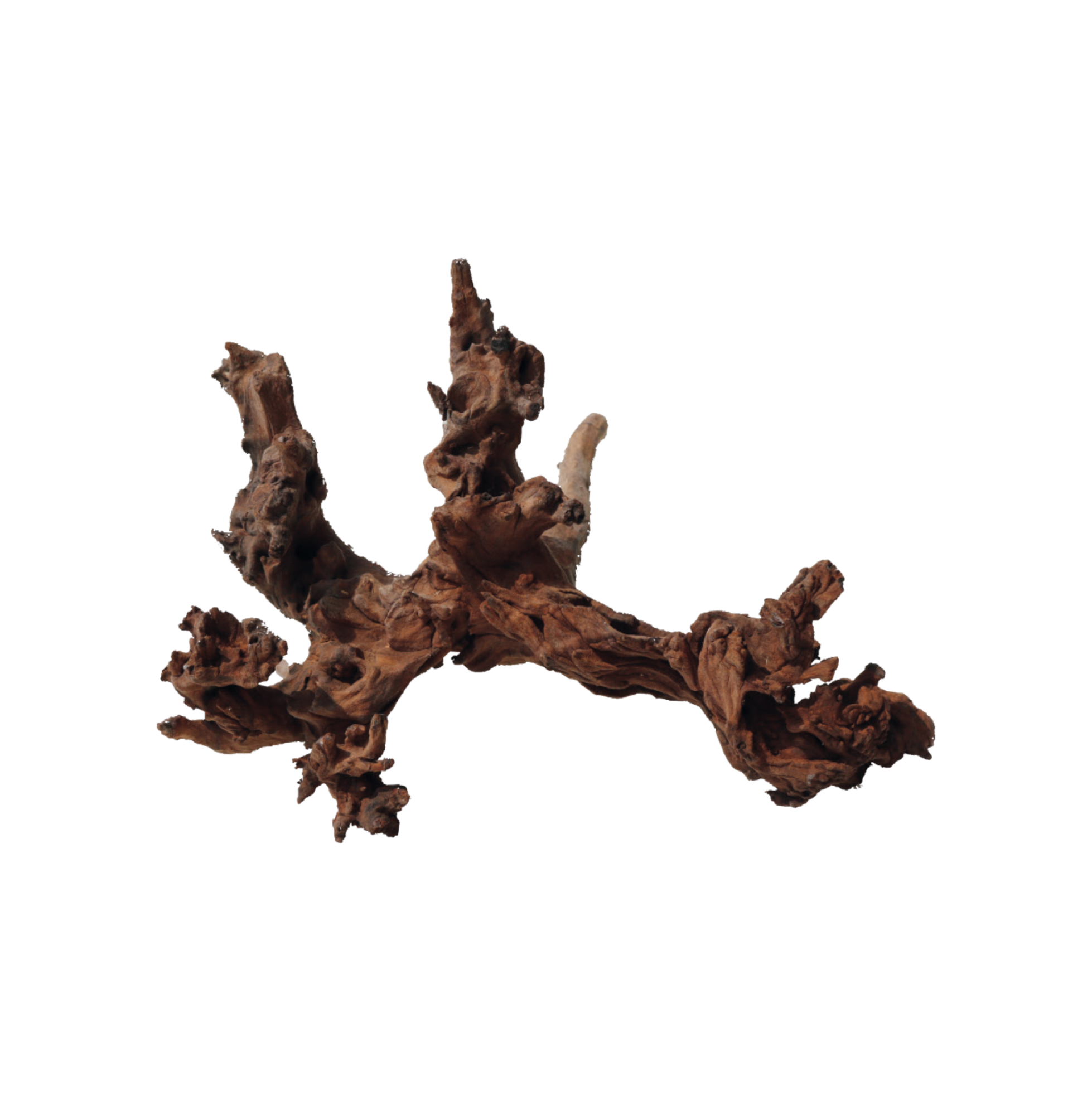 Amtra - D&eacute;coration Bois Naturel Mystic Wood pour Aquarium - M Image num&eacute;ro 2