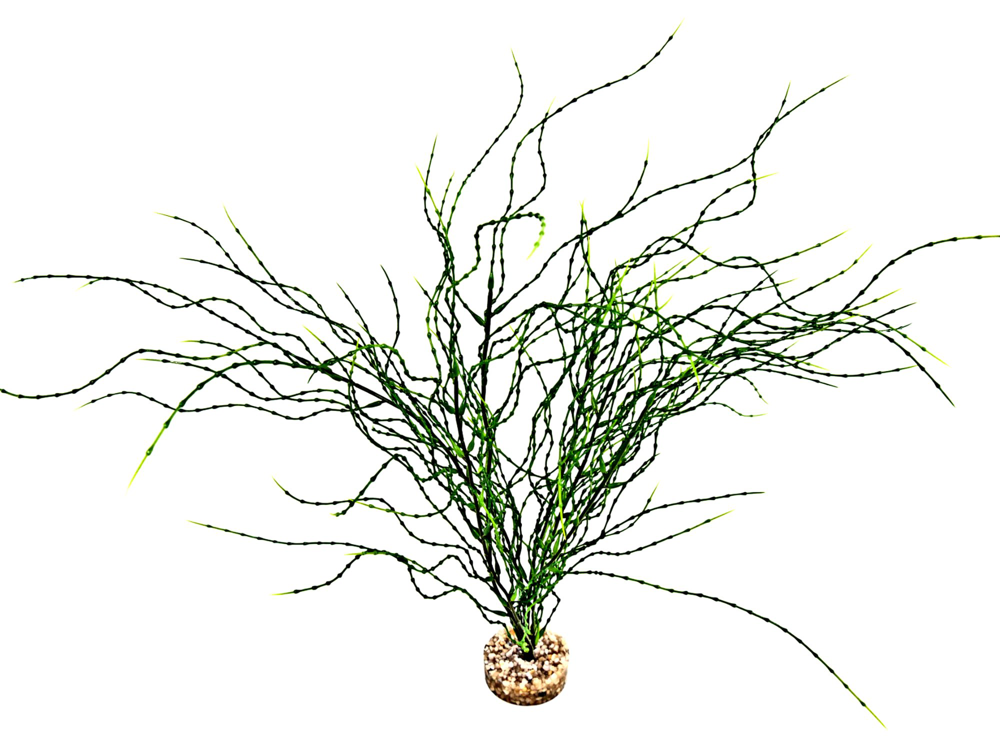 Labeo - Plante D&eacute;corative Psilotum MM pour Aquarium Image num&eacute;ro 1