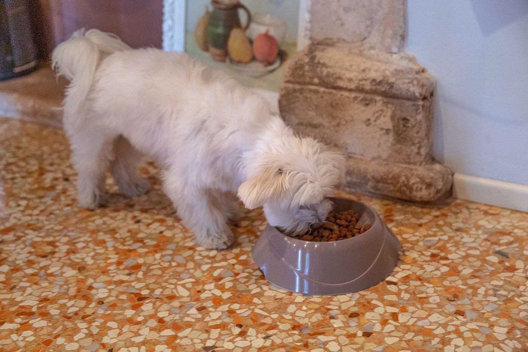 Ferplast - Ecuelle Anti-glouton Magnus Slow Gris - S Image num&eacute;ro 6