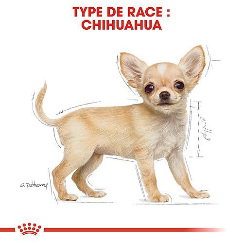 Royal Canin - Croquettes Chihuahua Junior pour Chiot - 1,5Kg Image num&eacute;ro 6