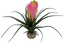 Labeo - Plante Vriesia Décorative pour Terrarium Indicateur image numéro 2