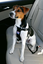 Zolux - Harnais de Sécurité Auto pour Chien - S Indicateur image numéro 4