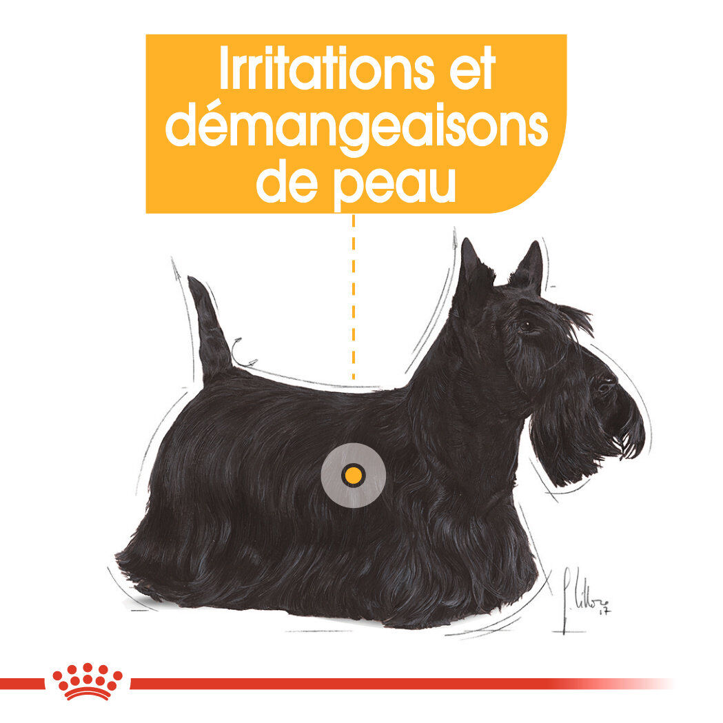 Royal Canin - Sachets Dermacomfort en  Mousse pour Chien - 12X85g Image num&eacute;ro 3