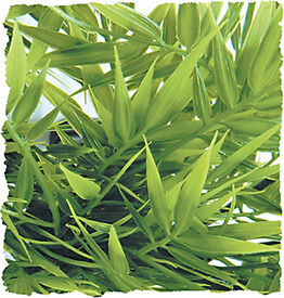 Zoomed - Plante Madagascar pour Terrarium
